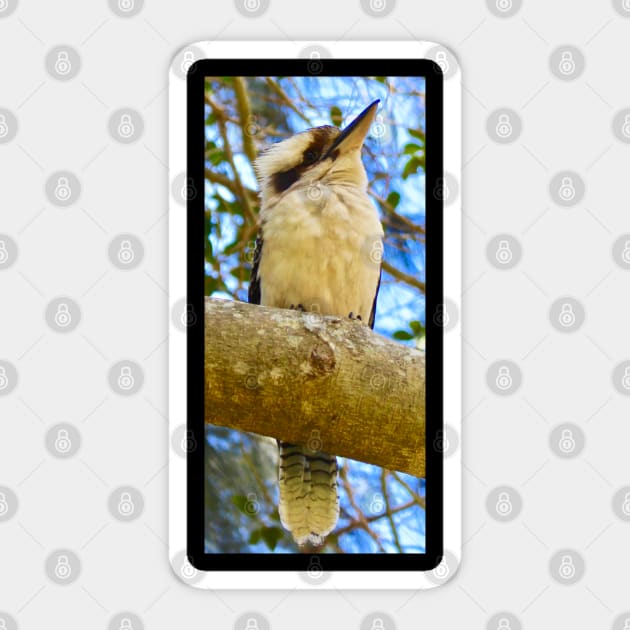 Kookaburra looking into the Sky! Sticker by Mickangelhere1